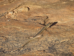 Platysaurus capensis