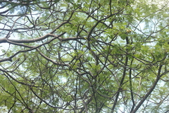 Amphipterygium glaucum