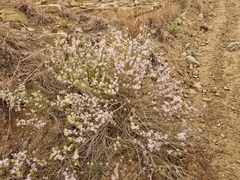 Felicia filifolia