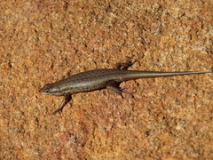 Trachylepis variegata