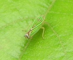 Sibovia