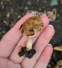 Pseudosperma sororium