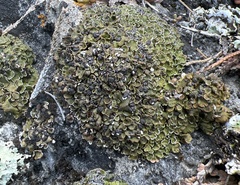 Psora globifera