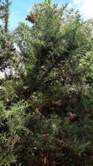 Ulex