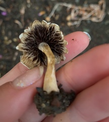 Pseudosperma sororium