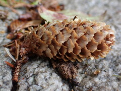 Picea sitchensis