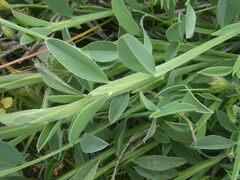 Psoralea alata
