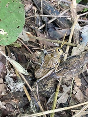 Taeniopoda varipennis