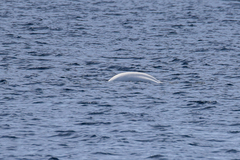 Delphinapterus leucas