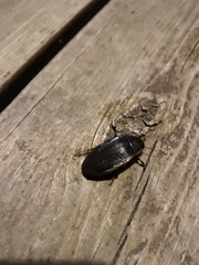 Dytiscus semisulcatus