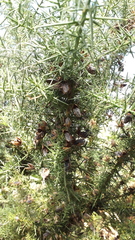 Ulex