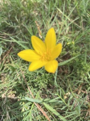 Zephyranthes citrina