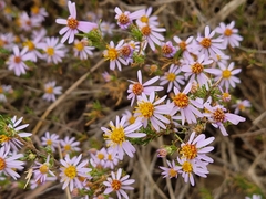 Felicia filifolia