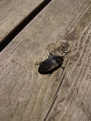 Dytiscus semisulcatus