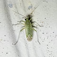 Orthotylinae