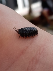 Armadillidium vulgare