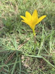 Zephyranthes citrina