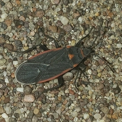 Melacoryphus lateralis