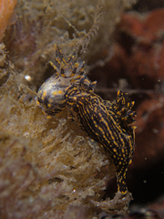 Polycera atra