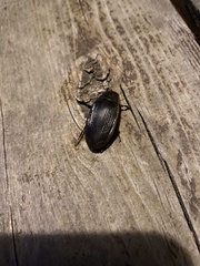 Dytiscus semisulcatus