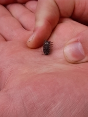 Armadillidium vulgare