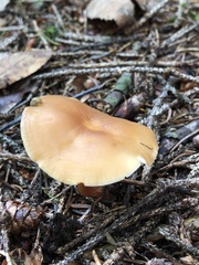 Paralepista flaccida