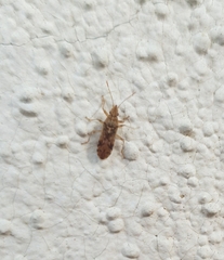 Belonochilus numenius