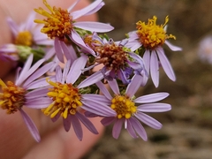 Felicia filifolia