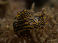Polycera atra