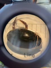 Thermonectus nigrofasciatus nigrofasciatus