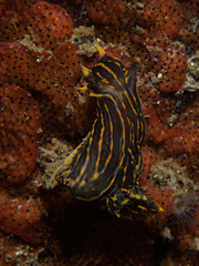Polycera atra