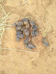 Hystrix africaeaustralis