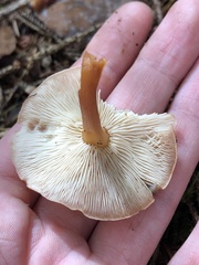 Paralepista flaccida