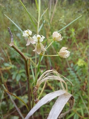 Asclepias