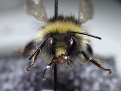 Bombus wurflenii
