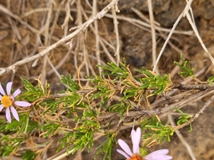 Felicia filifolia