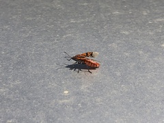 Spilostethus pandurus