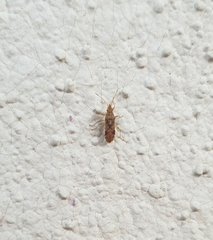 Belonochilus numenius