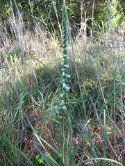 Spiranthes lacera gracilis