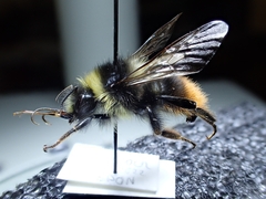 Bombus wurflenii