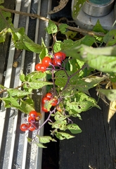 Solanum dulcamara