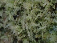 Lophocolea bidentata