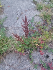 Rumex sanguineus