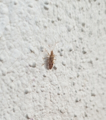 Belonochilus numenius