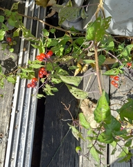 Solanum dulcamara