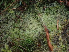 Lophocolea bidentata