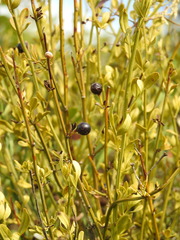 Chrysojasminum fruticans