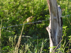Geothlypis poliocephala
