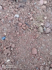 Pseudomyrmex