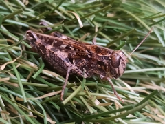 Calliptamus barbarus